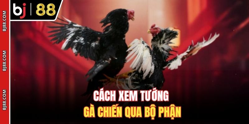 Cách xem tướng gà chiến qua bộ phận