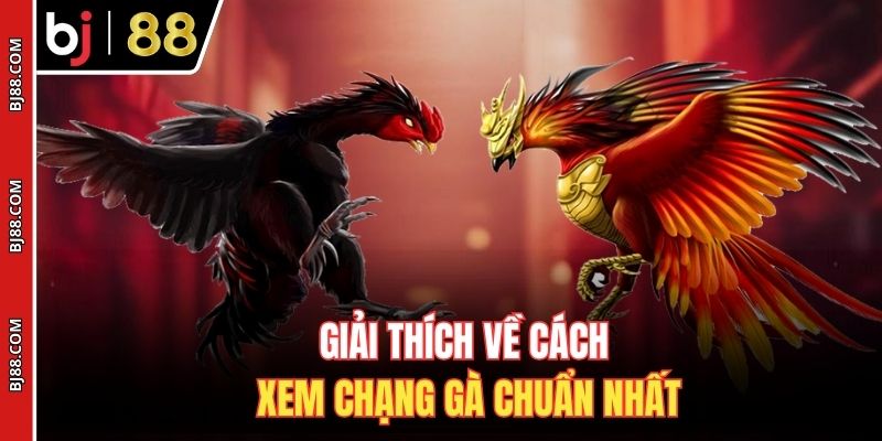 Giải thích về cách xem chạng gà chuẩn nhất