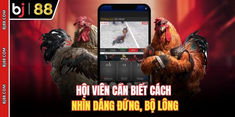 Hội viên cần biết cách nhìn dáng đứng, bộ lông