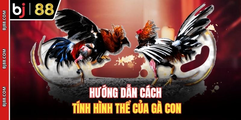 Hướng dẫn cách tính hình thể của gà con
