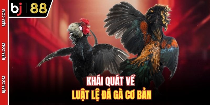 Khái quát về luật lệ đá gà cơ bản