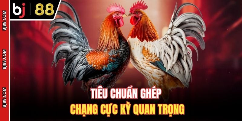 Tiêu chuẩn ghép chạng cực kỳ quan trọng